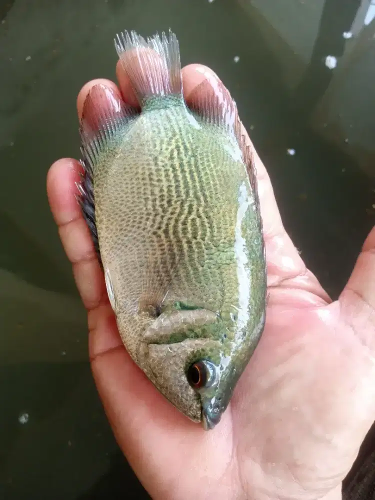 Ikan tamak kang