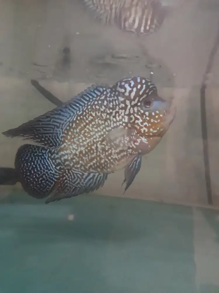 Louhan kamfa f2