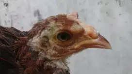 Bekisar MINUS Umur 3 Bulan