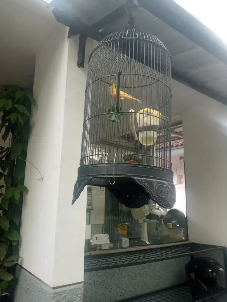 Burung kenari gacor