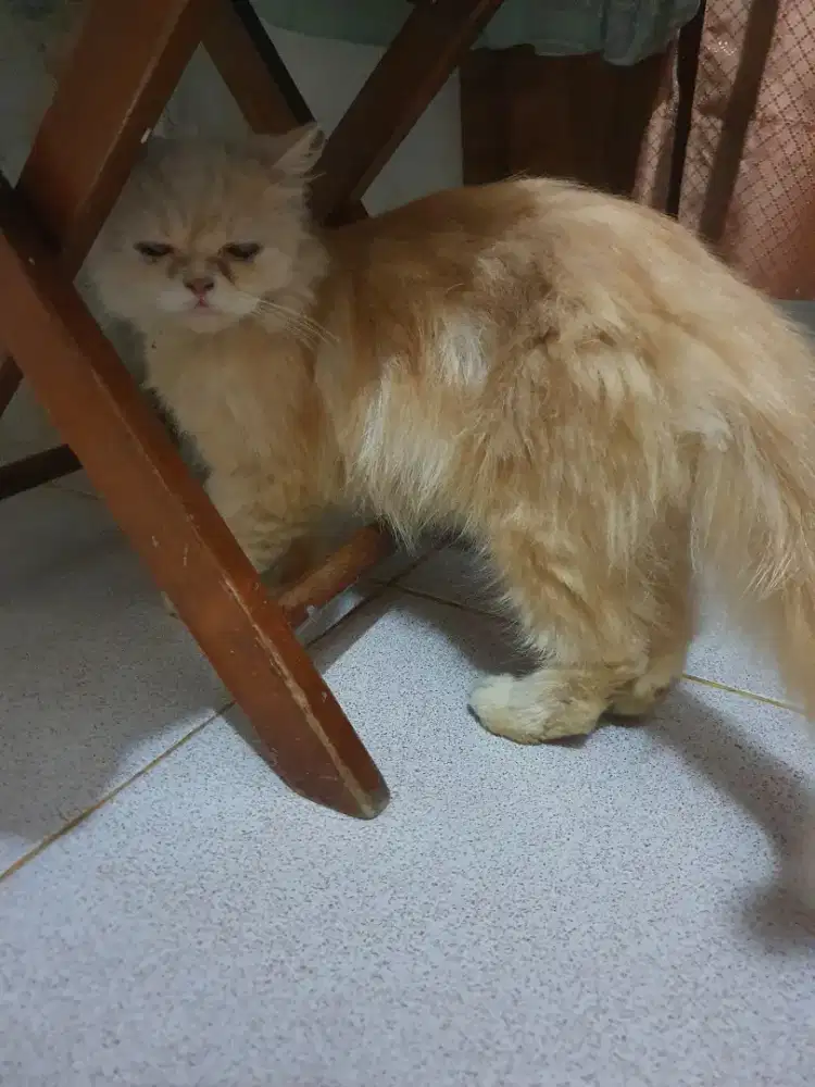 Kucing persia flatnose
