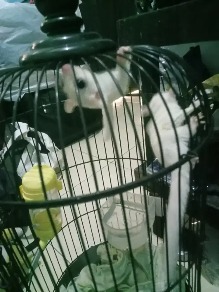 Sepasang sugar glider leucistik