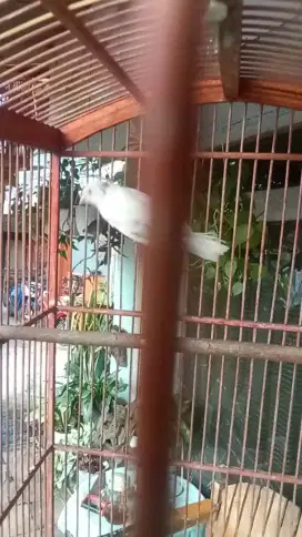 Kenari jantan blom gacor lagi usia 3 laran
