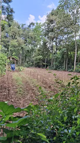 Tanah Kebun Murah Dan Produktif Dekat Kota Malang