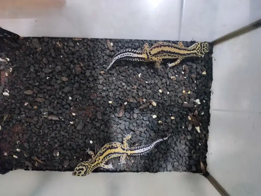Gecko Bold Stripe Sepasang