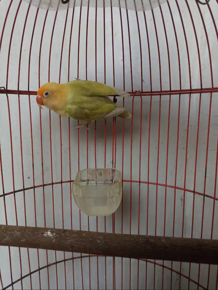 Lovebird biola pb pf betina dewasa