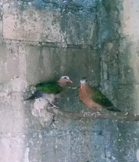 BURUNG DELIMUKAN