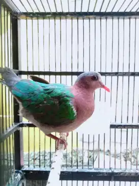 BURUNG MERPATI PUNAI