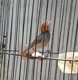 Burung prenjak tamu vortot harian bunyi