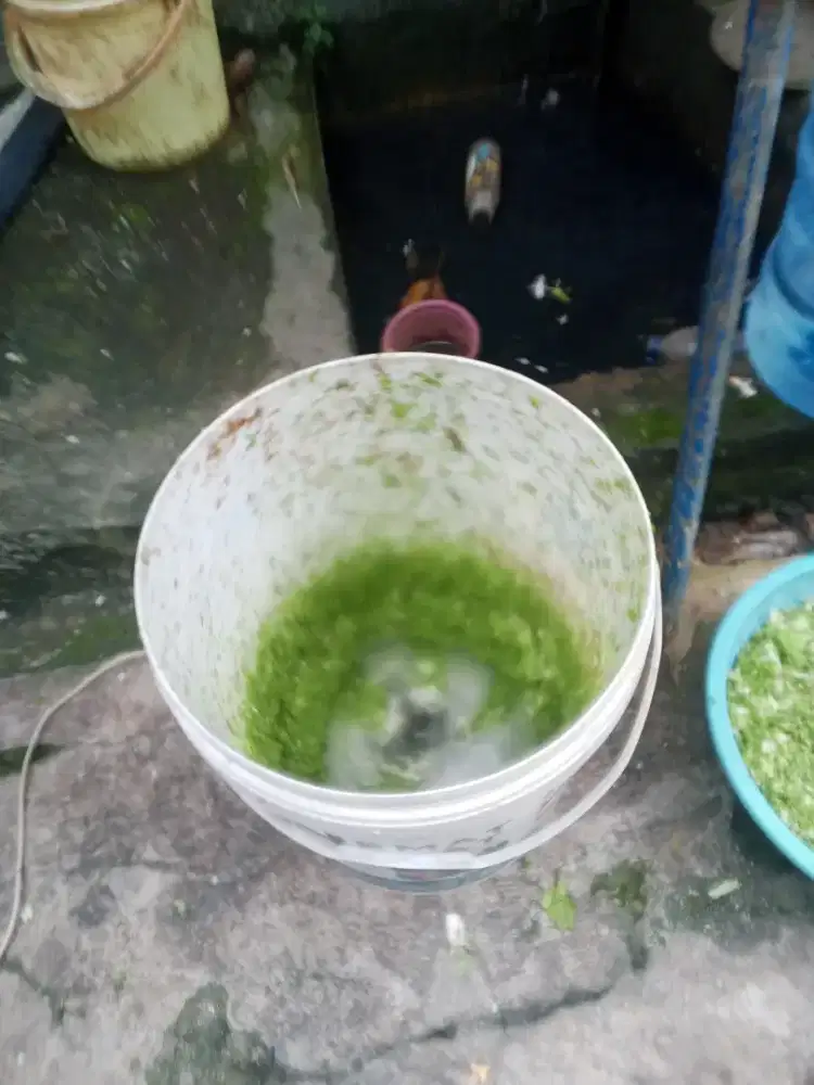 Mesin cacak pakan ternak entok kambing