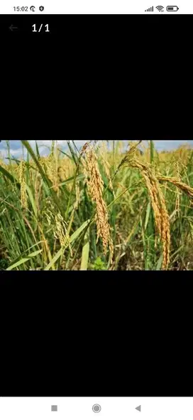 jual sawah desa Banjarsari Ciamis