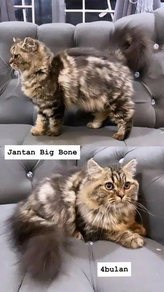 Jantan marble coklat big bone