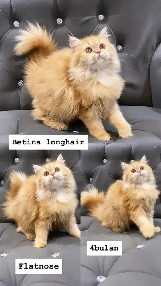 Kitten betina oyen flatnose