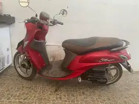 Fino grande 2019