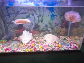 Jual AQuarium 60cm × 35cm beserta isinya..
