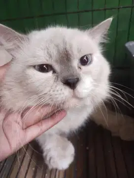Himalaya & Persian