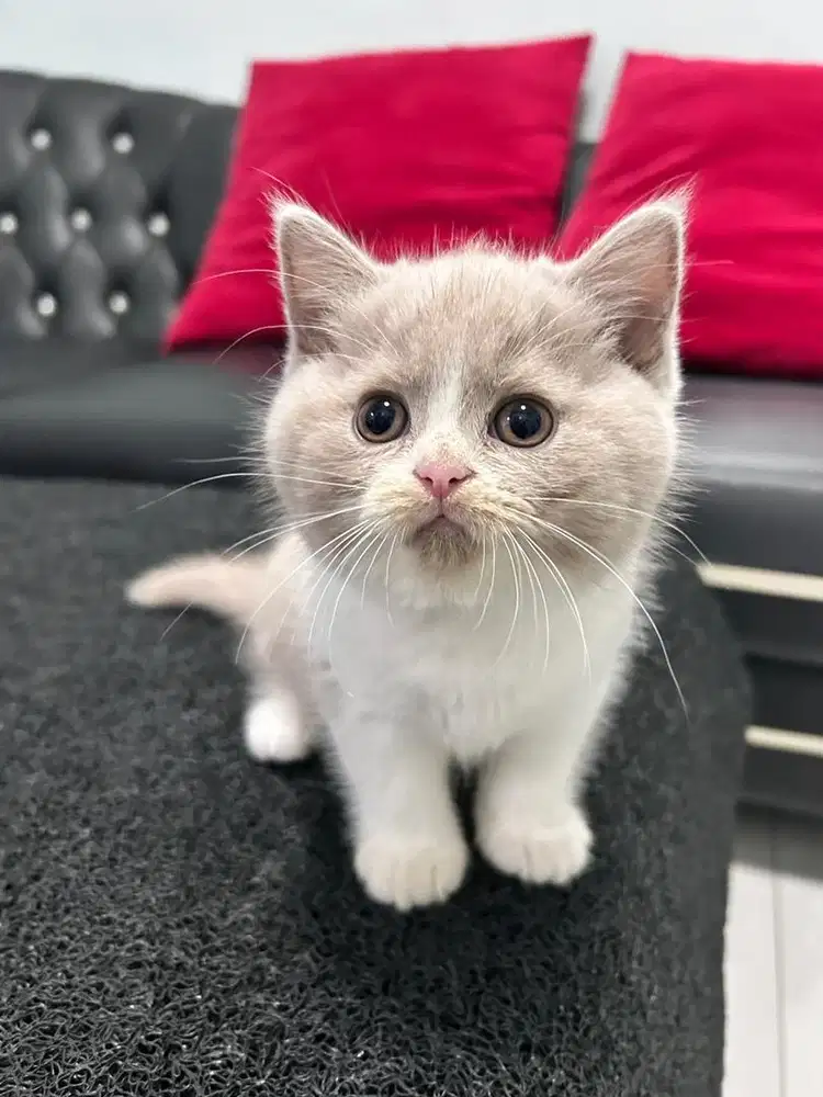 BSH pure lilac bicolor
