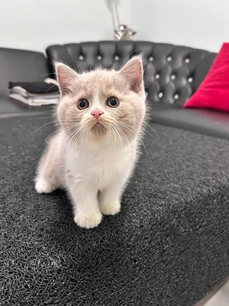 BSH pure lilac bicolor