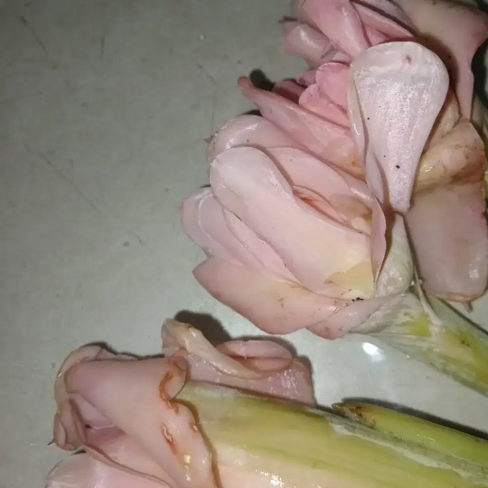 Kecombrang fresh