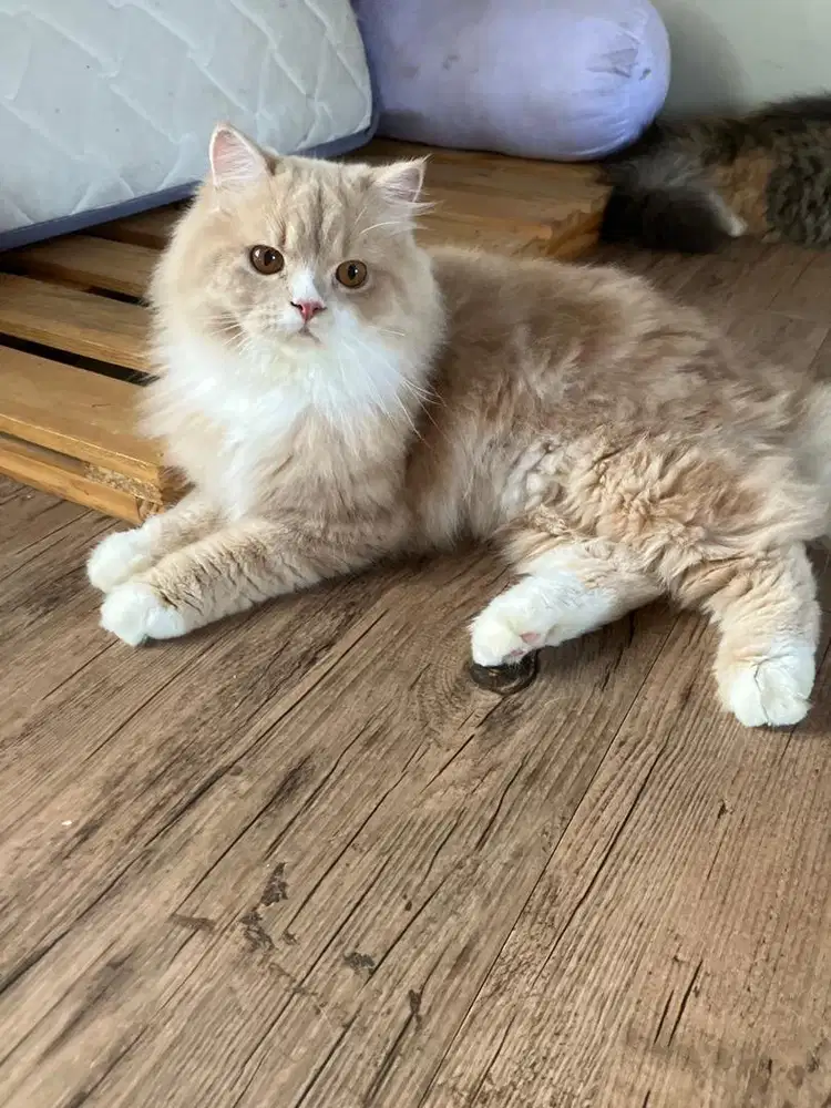 Scottish Fold x Persia Kitten Longhair
