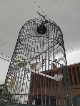 Kutilang Muda Hutan Jinak Total Pur Suara Variasi