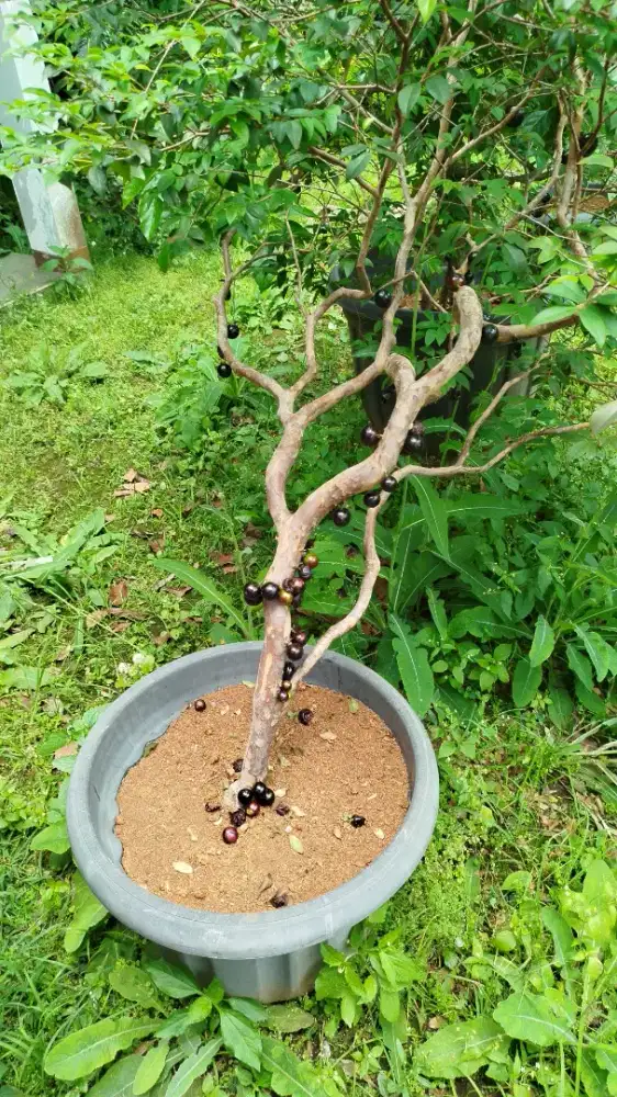 Anggur Brazil atau Kupa Landak