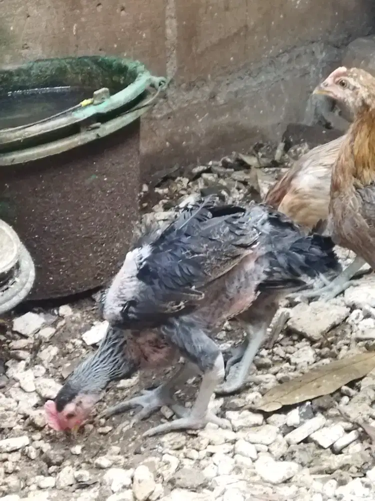 Ayam Peluang umur 2 bln 3 ekor