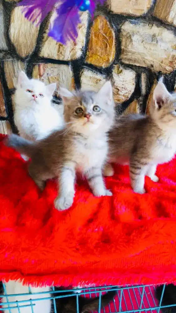 Kucing menggemaskan