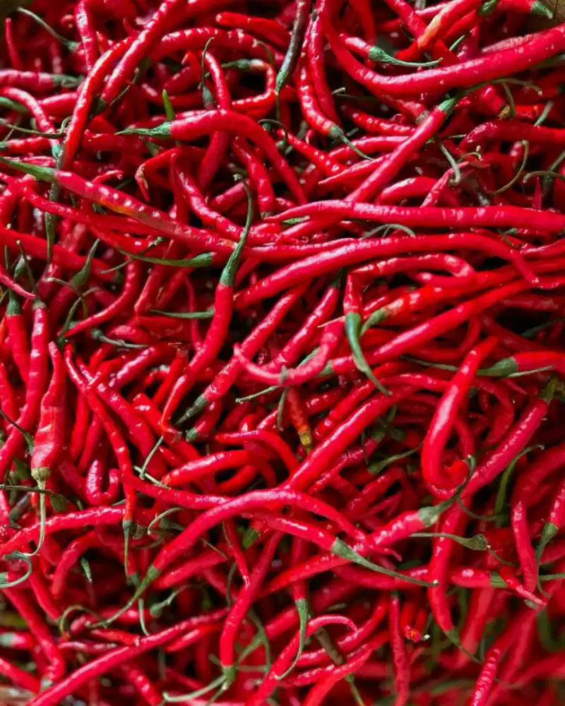 Cabe kriting fresh