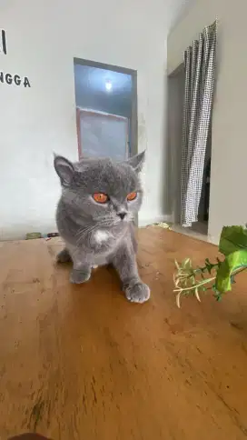 Kucing bsh(British Shorthair)