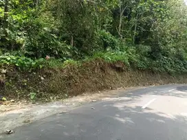Tana Murah Jl samigaluh Boro pas tuk inves maupun perkebunan.
