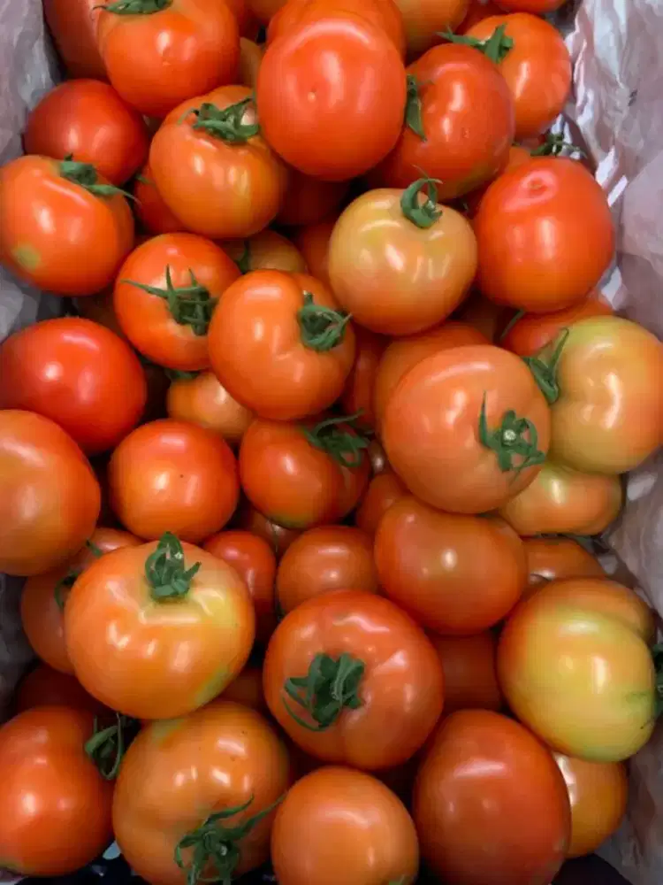 Tomat merah fresh