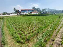 Dijual sawah SHM