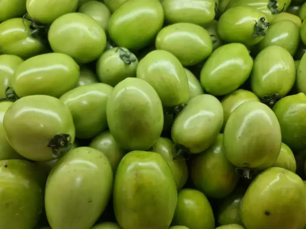 Tomat hijau fresh