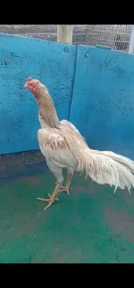 Ayam pakhoi lok brakot