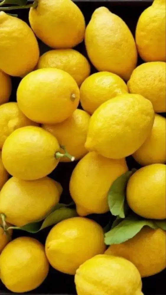 Jeruk lemon fresh