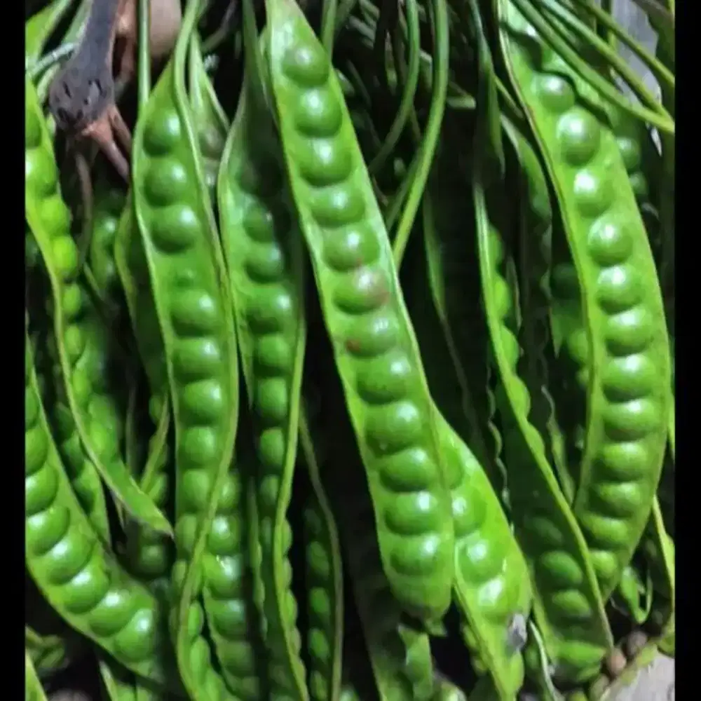 Petai tarahintang