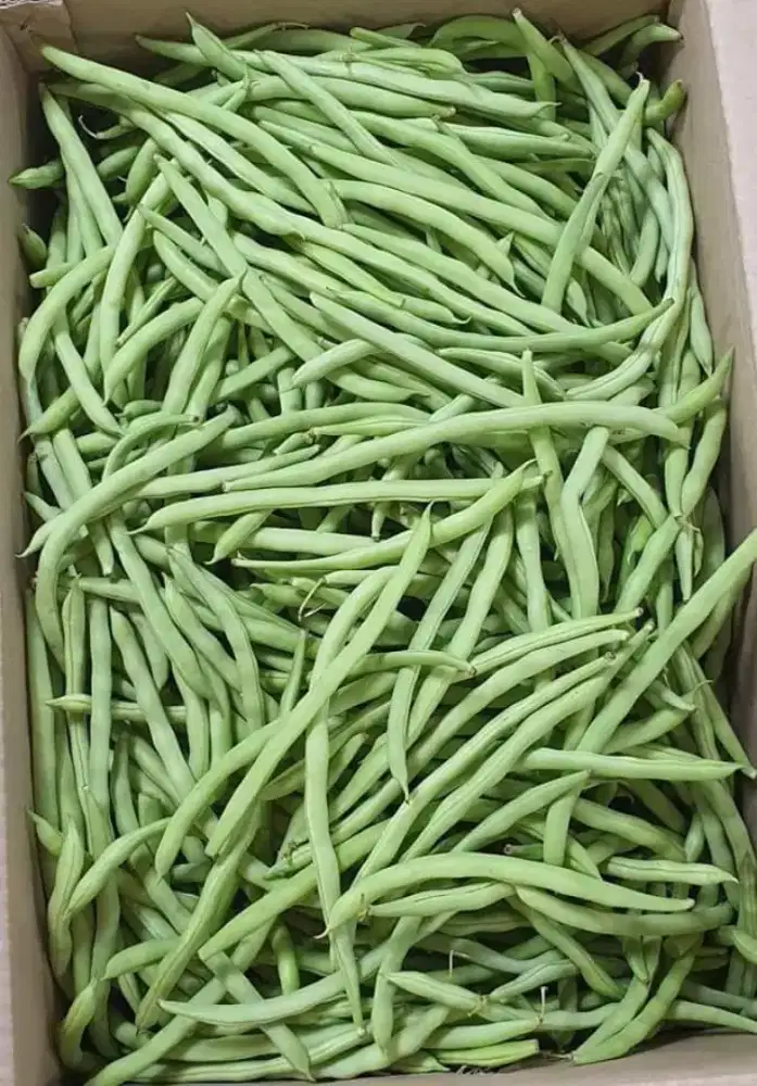 Sayur buncis fresh