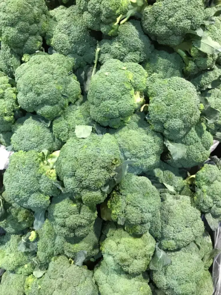 Sayur brokoli import fresh