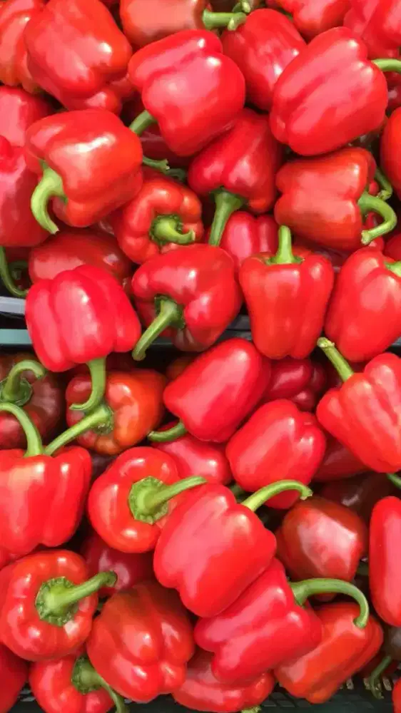 Paprika merah fresh