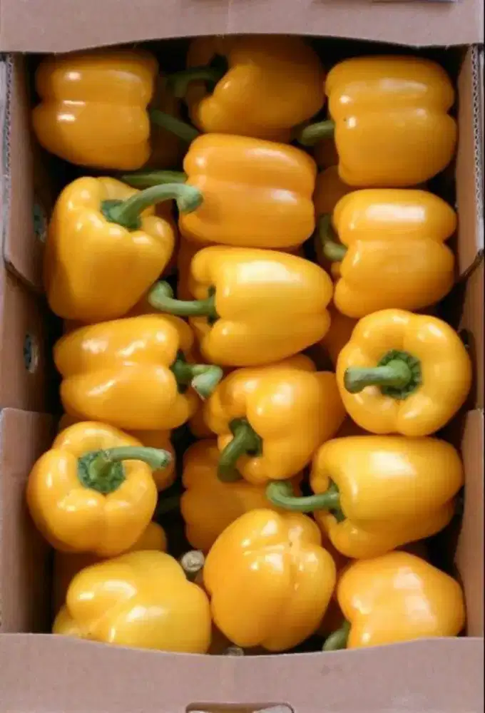 Paprika kuning fresh