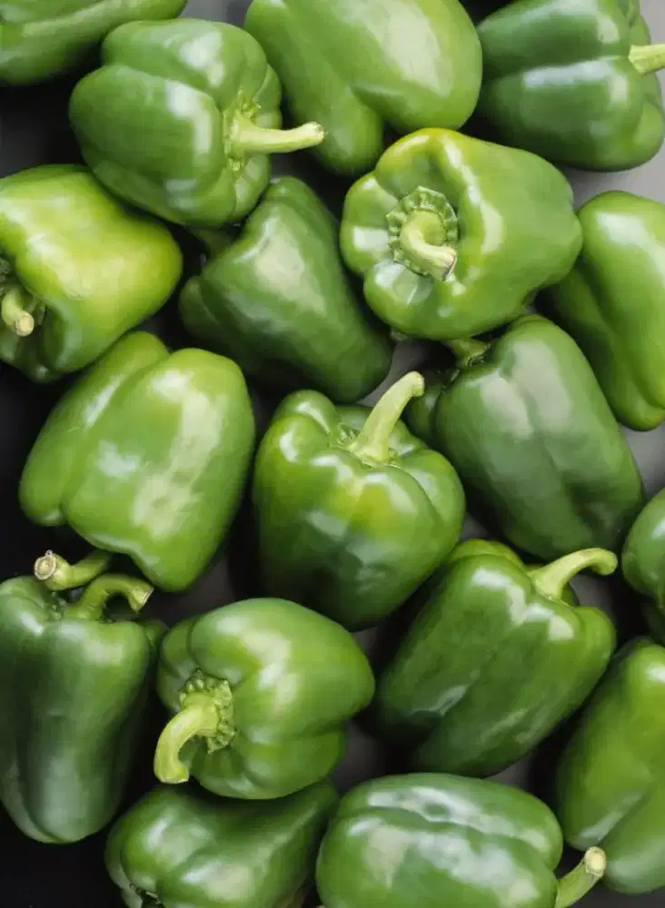 Paprika hijau fresh