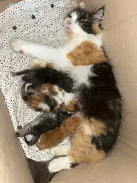 Anakan Kucing Persia