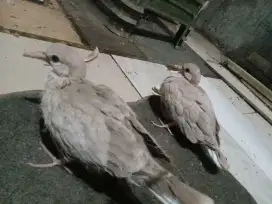 PUTER PELUNG LOLOHAN 2 EKOR