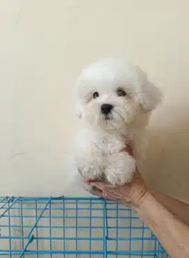 Jual Tiny Bichon Frise Jantan Cucu Import Korea