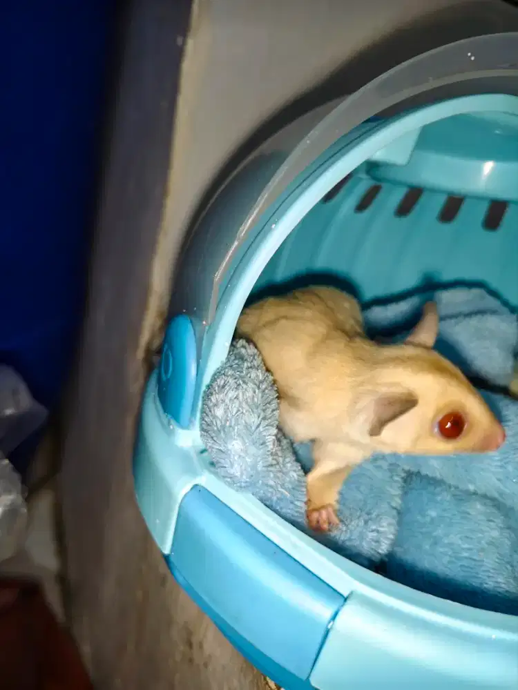 Sugar glider creamino Jantan
