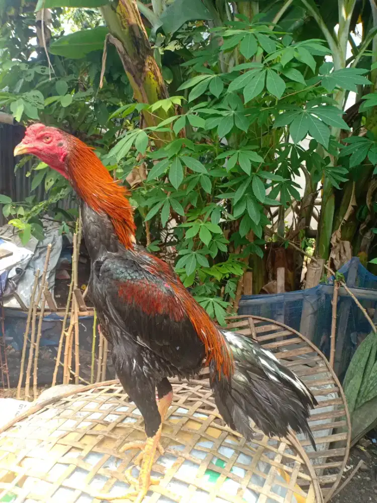 Ayam Bangkok muda