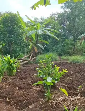 tanah kebon di citayam cibinong bogor