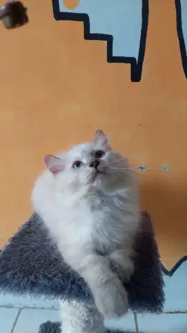 Kitten HIMALAYAN blueeyes