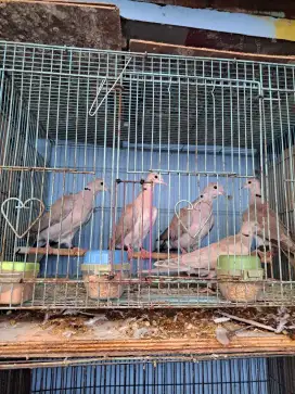 Puter pelung bukan tekukur derkuku bukan perkutut bukan kandang besi